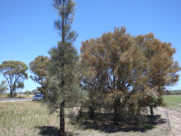 T11272 Casuarina obesa