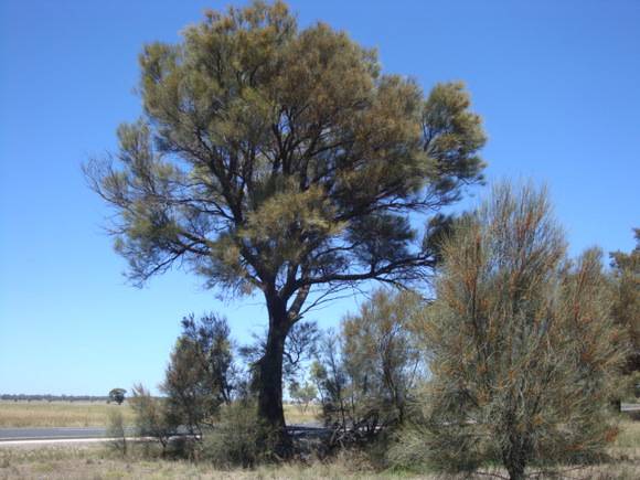 T11272 Casuarina obesa