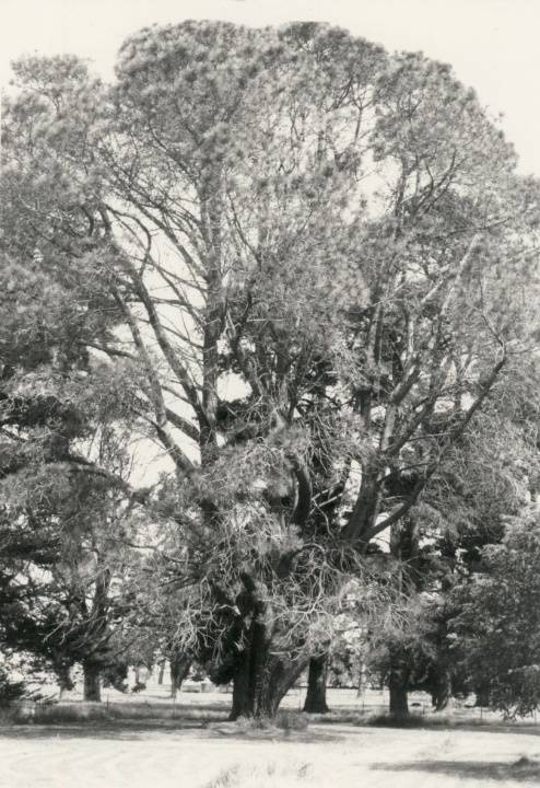 T11087 Pinus torreyana