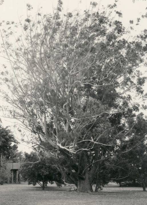T11088 Eucalyptus pilularis