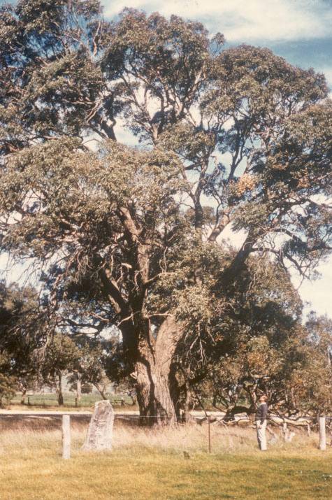 T11277 Eucalyptus aromaphloia (dated 28 Sept 1961)
