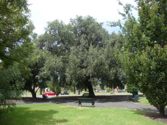 T11503 Quercus ilex
