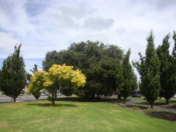 T11503 Quercus ilex