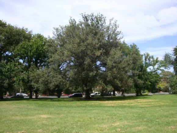 T11504 Holm Oak