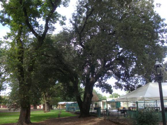 T11566 Holm Oak