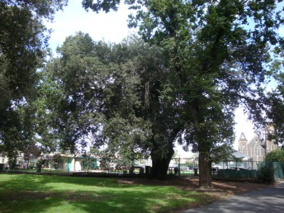 T11566 Holm Oak