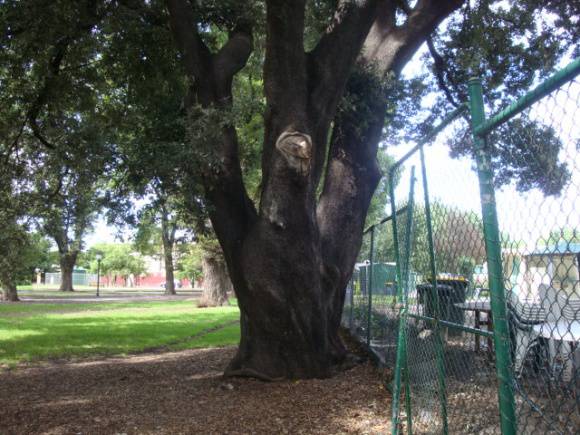 T11566 Holm Oak