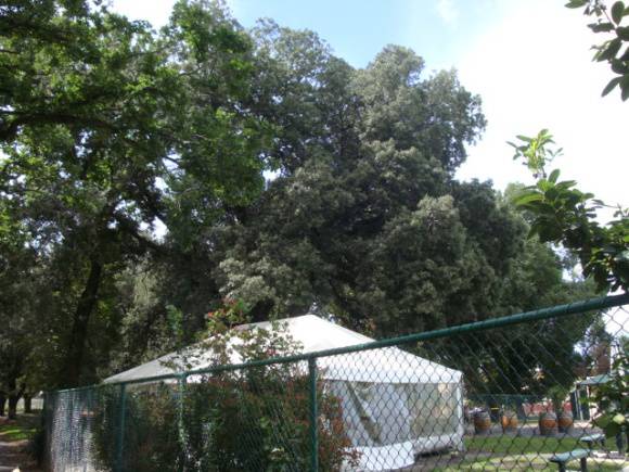 T11566 Holm Oak