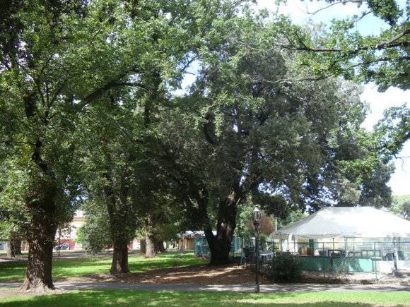 T11566 Holm Oak