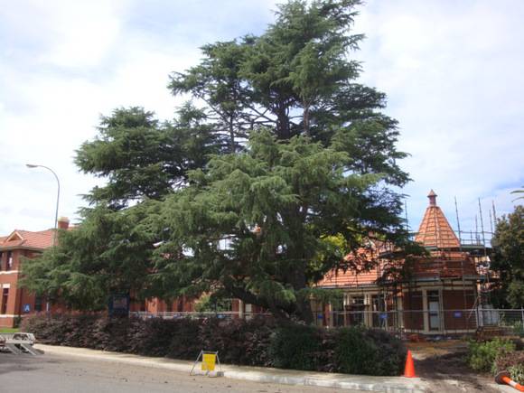 T12008 Cedrus deodara