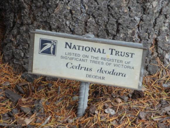 T12008 Cedrus deodara sign