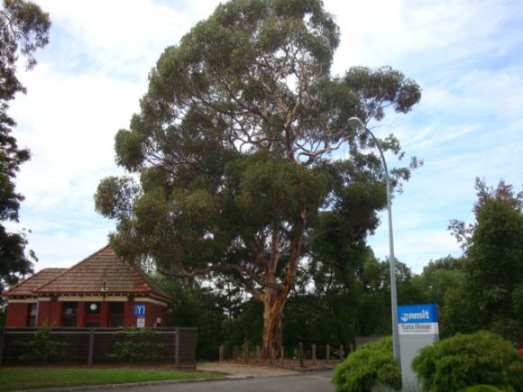 T12009 Eucalyptus cladocalyx