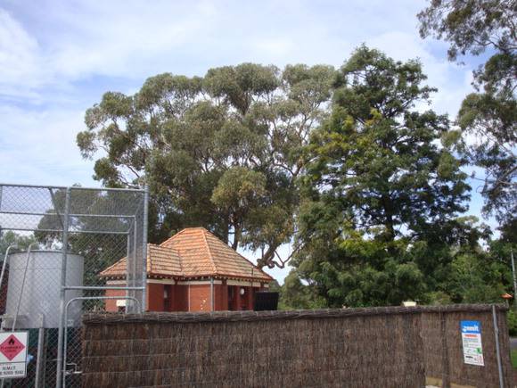 T12009 Eucalyptus cladocalyx