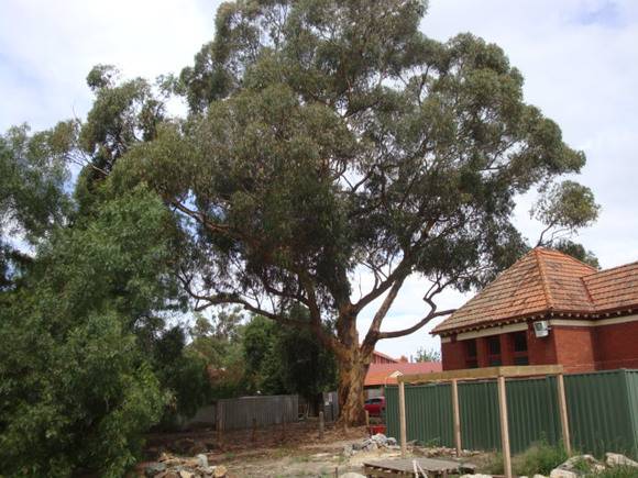 T12009 Eucalyptus cladocalyx