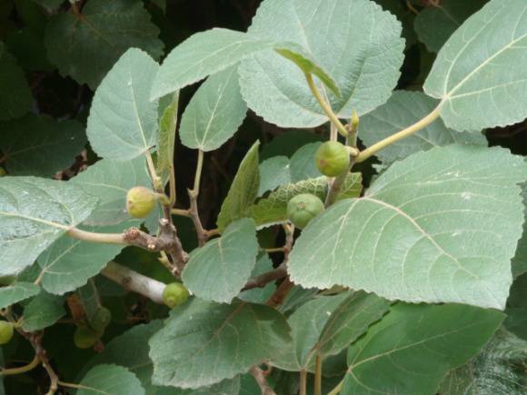 T12010 Ficus palmata