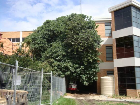 T12010 Ficus palmata