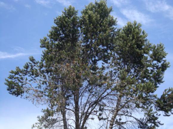 T11617 Pinus quadrifolia Parryana
