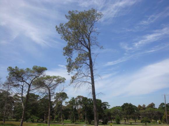 T11615 Pinus torreyana