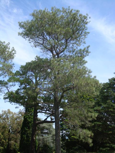 T11615 Pinus torreyana