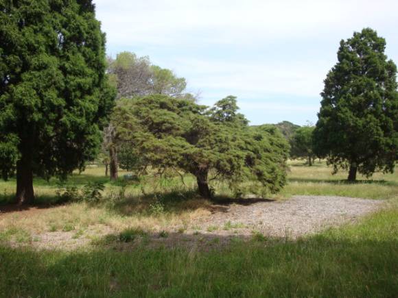 T11611 Hesperocyparis goveniana