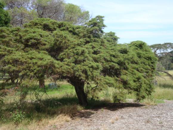 T11611 Hesperocyparis goveniana