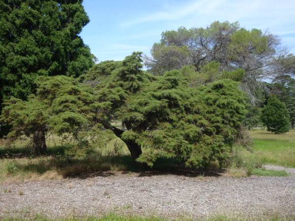 T11611 Hesperocyparis goveniana