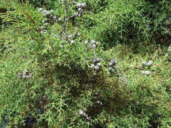 T11611 Hesperocyparis goveniana