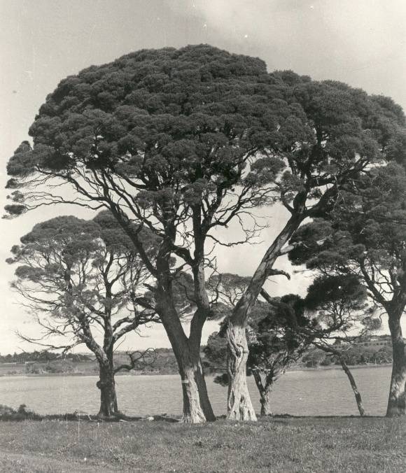 T11065 Melaleuca lanceolata