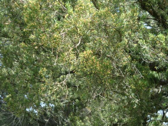 T11614 Juniperus excelsa