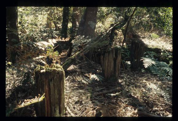 HAYDEN'S INCLINE BLACKWOOD FEATURE