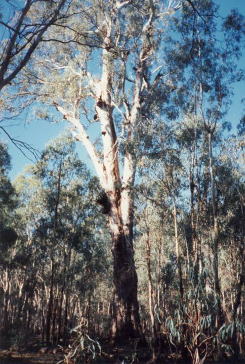 T11490 Eucalyptus camaldulensis
