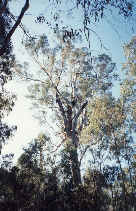 T11490 Eucalyptus camaldulensis