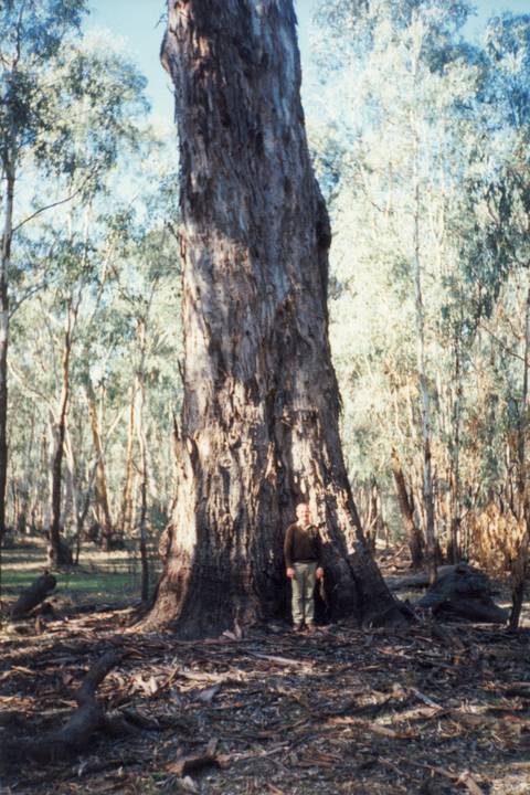 T11490 Eucalyptus camaldulensis