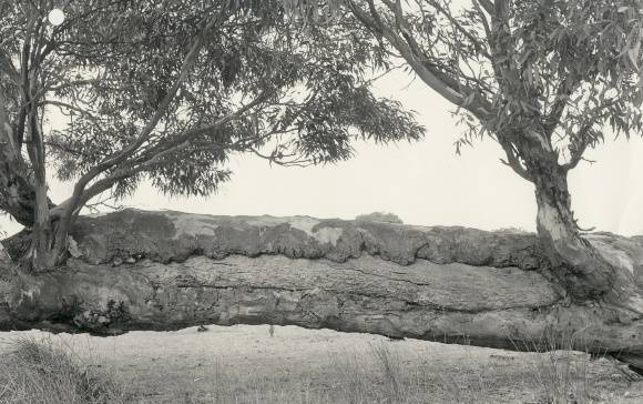T11097 Eucalyptus tereticornis