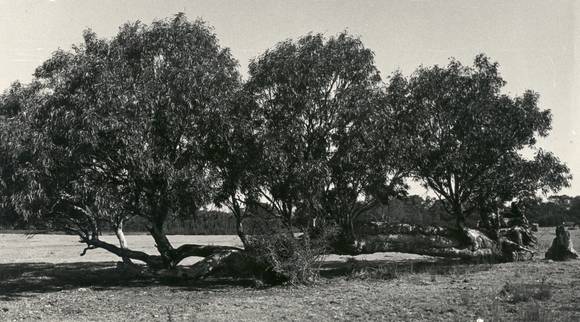 T11097 Eucalyptus tereticornis