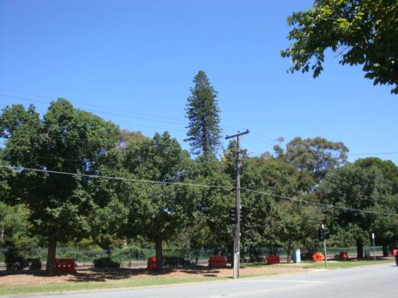 T11416 Araucaria columnaris