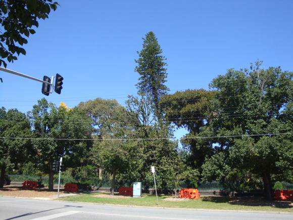 T11416 Araucaria columnaris