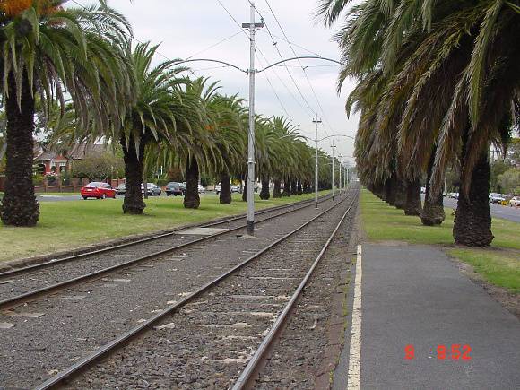Canary Island Date Palm Avenue Mount Alexander Road Essendon June 2003