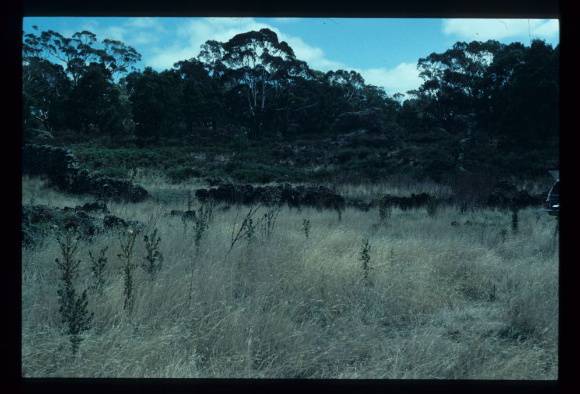 Lake Condah complex C