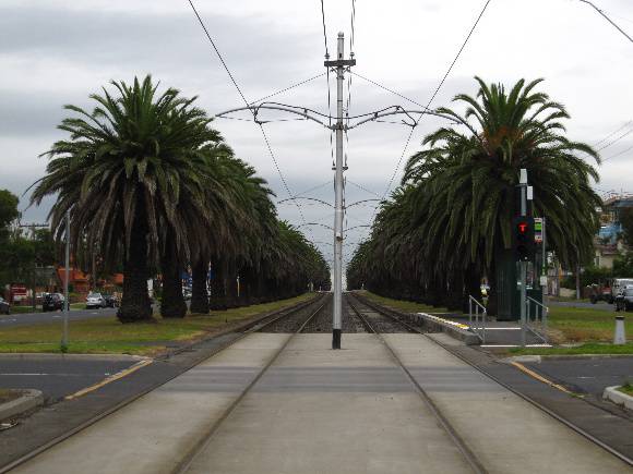 Mt Alexander Road Canary Island Date Palms.JPG