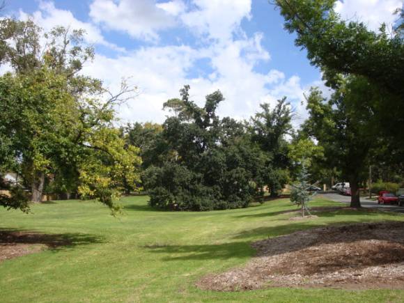 T11827 Quercus macrolepis