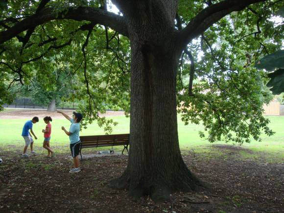 T11827 Quercus macrolepis