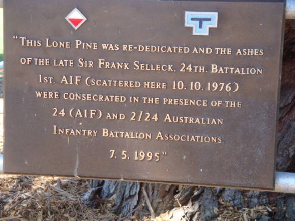 T11394 Pinus brutia