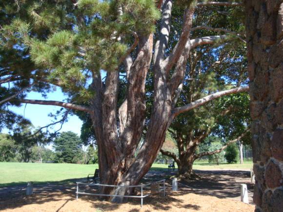 T11394 Pinus brutia