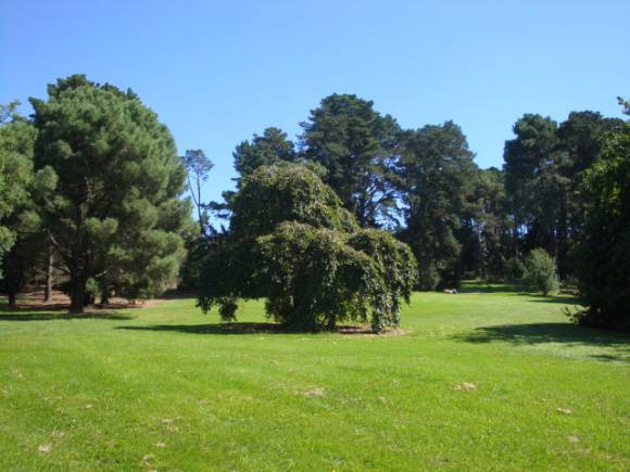 T12014 Ulmus glabra 'Camperdownii'