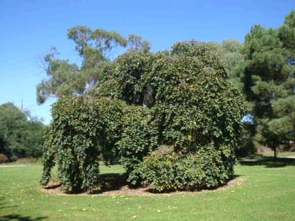 T12014 Ulmus glabra 'Camperdownii'