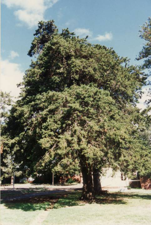 T11423 Hesperocyparis macnabiana