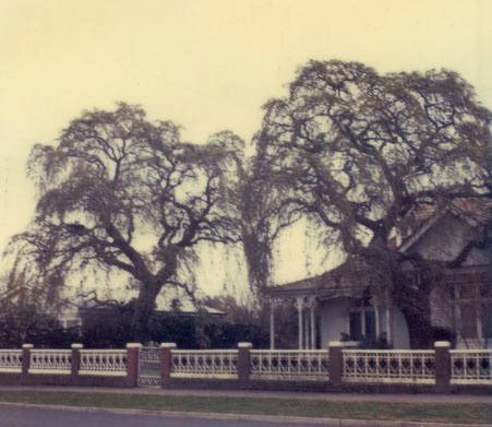 T11332 Ulmus glabra 'Camperdownii'