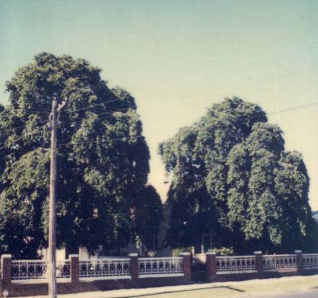 T11332 Ulmus glabra 'Camperdownii'
