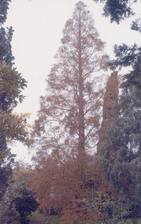 T12098 Metasequoia glyptostroboides